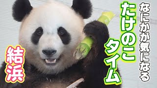 【気になるものがふたつ…】結浜🎀フリーズたけのこタイム⏰✨【お姉ちゃんパンダ】Giant Panda - Yuihin -