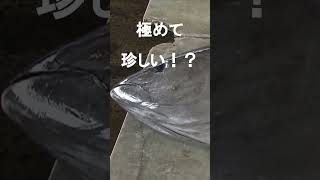 極めて珍しい！？若狭湾でクロマグロ大物５匹 #Shorts