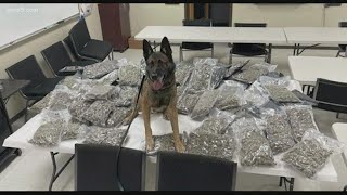 New Braunfels K-9 officer uncovers $400,000 worth of marijuana