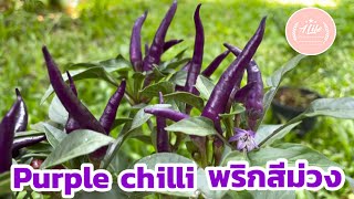 Purple chilli พริกสีม่วง