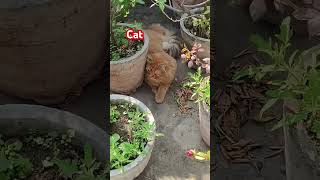 Cat are blassing #treval #minivlog #viralvideo #shortvideo #trending  #viralvideo #shorts