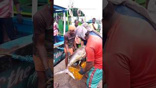 50Kg Giant Tuna Fish | Thengapattanam Fishing Harbour  #youtubeshorts #shorts