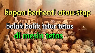 berhenti bolak balik telur di umur berapa hari