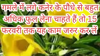 गमले में लगे पीली कनेर की देखभाल कैसे करें || All care tips of Kaner/Oleander plants #gardening