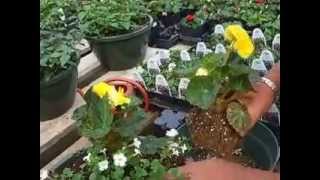 Hanging Basket with Yellow Begonias and Bacopa