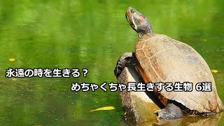 衝撃】 永遠の時を生きる？ めちゃくちゃ長生きする生物 6選