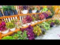 TAMAN MIANA DI HALAMAN DEPAN RUKO || MIANA GARDEN IN THE FRONT YARD OF THE SHOP HOUSE (ENG SUB)