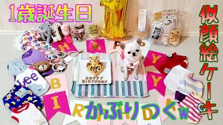 一歳のお誕生日おめでとう！子犬から立派なチワワへw。似顔絵ケーキにかぶりつきまくる！【チワワ】【誕生日】【ケーキ】【犬】【dog】【chihuahua】【多頭飼い】