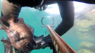 20150815 -Jeju Island Spearfishing [Parrot Fish-3]