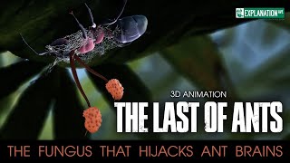 The Last of Ants - The Fungus That Hijacks Ant Brains