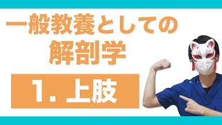 放射線技師が解説！一般教養としての解剖学【上肢編】