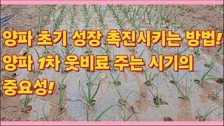 양파 성장 초기 재배 기술 및 웃비료 주는 적기 시기!(농사의신)