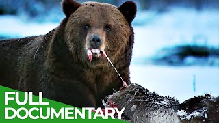 Band of Bears - In the Forests of Scandinavia | Part 1 | Free Documentary Nature