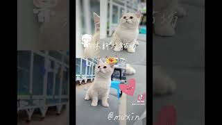 #奶油英短弟弟👻呆萌😻充滿好奇👀喜歡被抱抱🤗特寵業字第V1130376號 #英短寶寶 #奶油英短 #幼貓 #貓咪 #貓舍 #寵物店 #台北市大安區 #通化街 #cat  #英國短毛貓 #寵物街