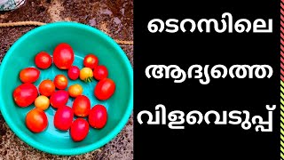 ഒന്നര മാസം കൊണ്ട് തക്കാളി വിളവ് എടുക്കൽ/ thakkali krishi/ thakkali krishi/tips #100,#viral,#youtube