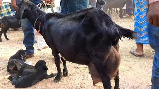 নওগাঁ জেলার মধ্যে একটি বড় ছাগলের হাট মাতাজি ছাগলের হাট || দাম দর দেখুন #ms5m