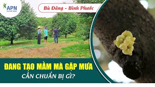 APN - ĐANG TẠO MẦM MÀ GẶP MƯA CẦN CHUẨN BỊ GÌ? | NGĂN ĐI ĐỌT VÀ ĐEN MẮT CUA #anphatnong #saurieng