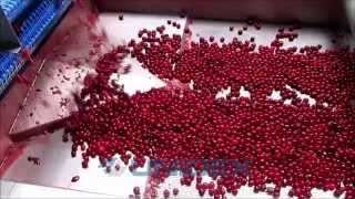 Unidex IQF Tunnel freezing pitted cherries, Tunel zamrażalniczy Unidex zamrażanie drylowanej wiśni