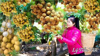 Harvest Longan & Goes to the Market sell - Harvesting and Cooking | Daily Life