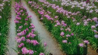 【夏の始め 水無月園の花菖蒲 相模原公園  (4K)】 神奈川県 相模原市 June 8, 2021 Iris