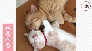 ニャンコたちの相思相愛の瞬間💓ペロペロするも、されるも、幸せなんです😽【PECO TV】