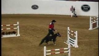 2010 American Miniature Horse Champ Jumper