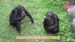 黑猩猩保育繁殖 「創始成員」貢獻高 New Born Chimpanzee Baby