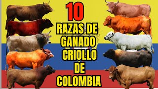 10 razas de ganado criollo originario de Colombia