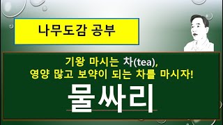 물싸리 : 최고의 약효를 자랑하는 차(tea)!