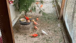 Afternoon inside my birds flight. Tarde dentro de la voladera de mis aves!