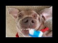 Funny Dogs video its Super Britney the Super Cute Weimaraner