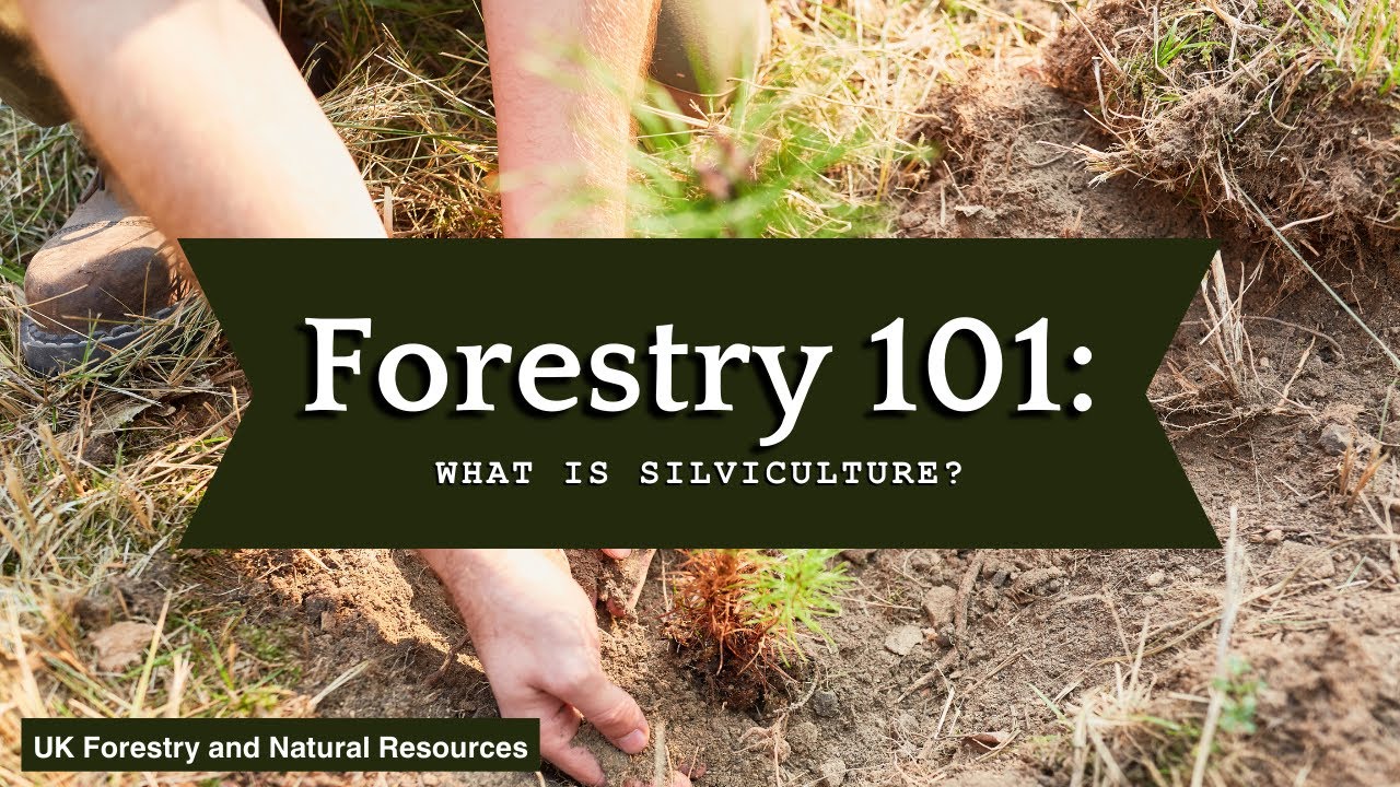 Forestry 101 What Is Silviculture Youtube