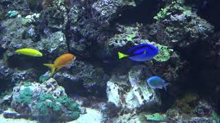 Blue Surgeonfish in Aquarium - Paracanthurus hepatus