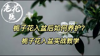 【养花实战教学】栀子花如何正确入盆？入盆后期如何养护？ How to repot Gardenia?