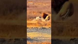 Brave Warthog Fights with the Male Lion