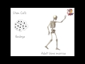 Additional Biology (B2) Stem Cells