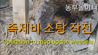 족제비 소탕 작전 돌입. 닭장 침입한 야생동물 방어 쥐덫 쥐틀 놓기  Operation to mop up the weasels