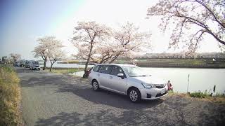 川越市伊佐沼の桜　　落合進四郎　FILE210401 151038F