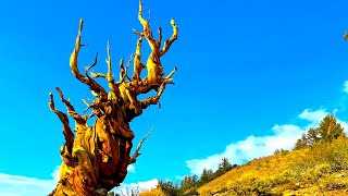 Discovery Trail Narrated, Ancient Bristlecone Pine Forest, Schulman Grove, White Mountains, 2021