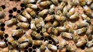 Beekeeping in Northwest Florida