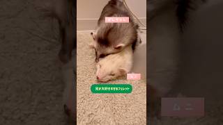 兄のことが大好きすぎるフェレット #フェレット #ferret #ferretlife #癒し #ペット