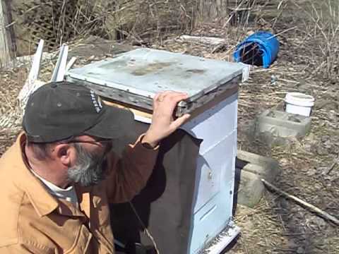 Beehive Placement - YouTube