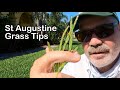 St Augustine Grass Tips for June and July