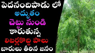 బ్రహ్మము గారు కాలజ్ఞానం చెప్పింది మరొకటి రుజువు ఐనదీ చెట్టునుండి లీటర్ల కొద్దీ కారుతున్న పాలు.