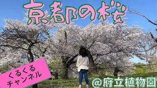 お花見に行ったよ！京都府立植物園の桜！（くるくるチャンネル）