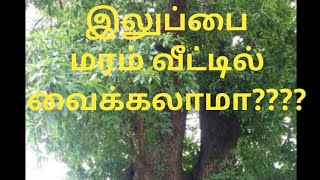 இலுப்பை மரம் வீட்டில் வைக்கலாமா????.... மற்றும் பயன்கள்...