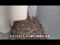 momiko the japanese pied wagtail laying eggs has started but...