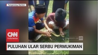 Puluhan Ular Serbu Pemukiman Warga