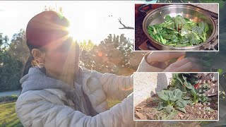 采摘烹炒时令青江菜的做法How to Stir Fry Fresh Harvested Backyard Garden Green Cabbage Bok Choy w/ Oyster Sauce