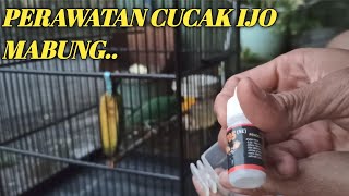 OWALAHH... CUCAK IJO MABUNG, PIYE IKI..!!